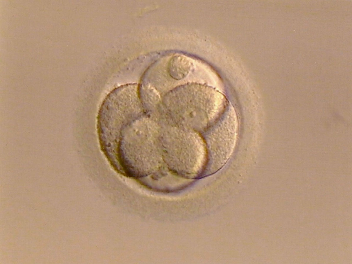 ¿Modificar los embriones?