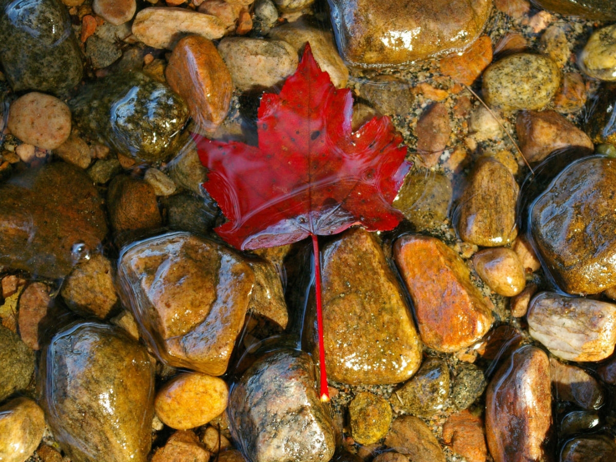 Gestazione per altri in Canada.